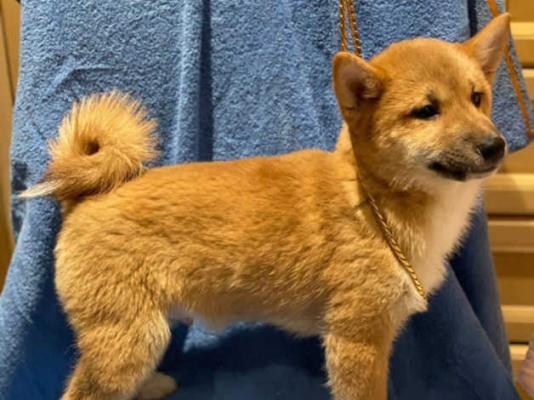 well raised Japanese Shiba Inu Puppies for sale